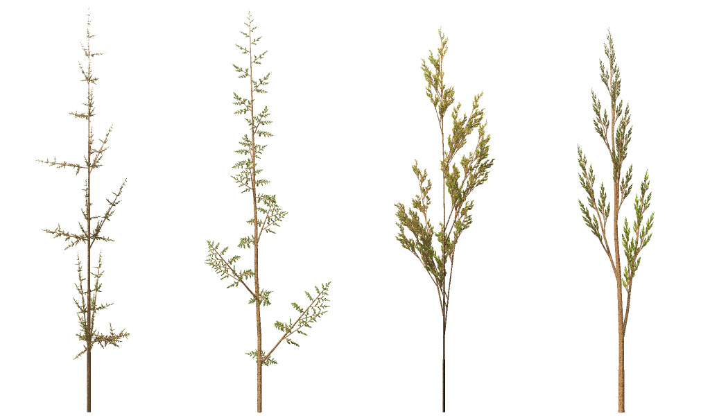 fractal_weeds.jpg